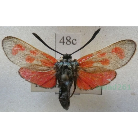 Zygaena loti achilleae Esper, 1780 Kraśnik rogalik Czech48c